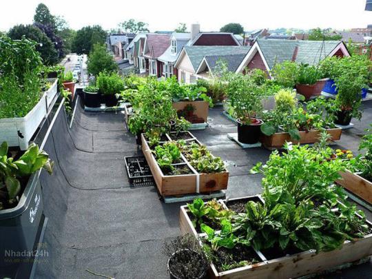 Một vài cách thiết kế vườn rau trên sân thượng đơn giản và hiệu ...
