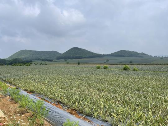 Ninh Bình: Còn tồn tại nhiều sai phạm trong quản lý đất nông, lâm trường