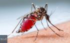 3 phương pháp tự nhiên để đuổi muỗi trong phòng ngủ