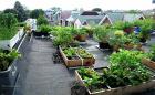 Một vài cách thiết kế vườn rau trên sân thượng đơn giản và hiệu quả
