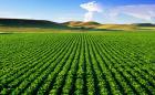 Thủ tục chuyển đổi quyền sử dụng đất nông nghiệp